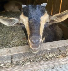 goats-small-3